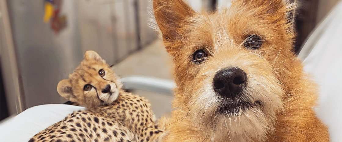 a photo of a dog and a cheetah