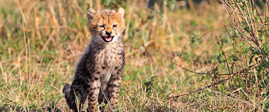 photo of a baby cheetah