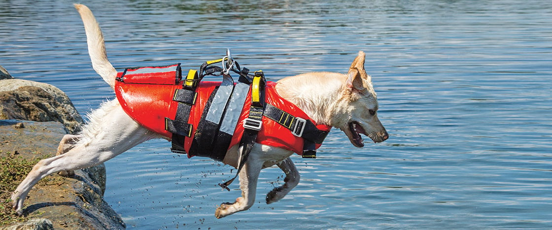 Image of a dog with lifejacket jumping into the water