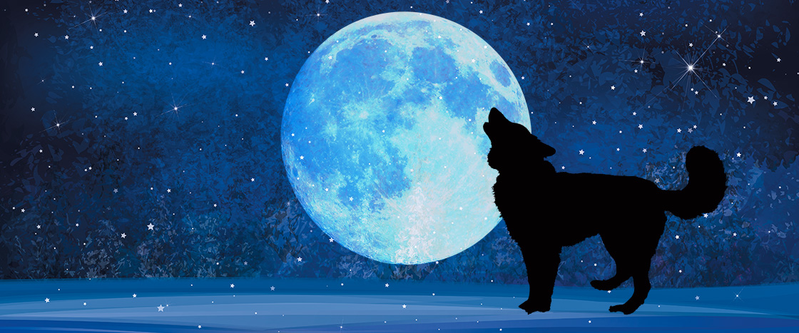 Image of a wolf in silhouette howling at a full moon