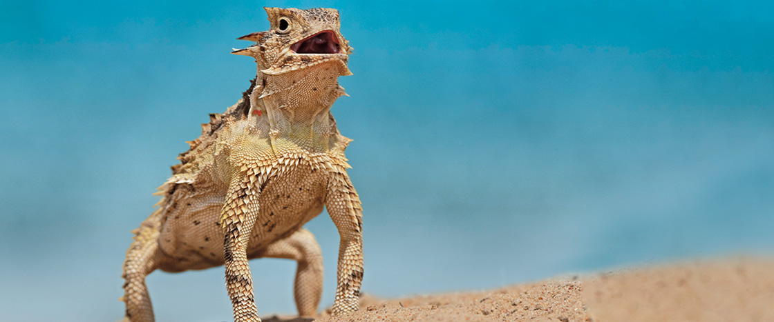 Image of a lizard