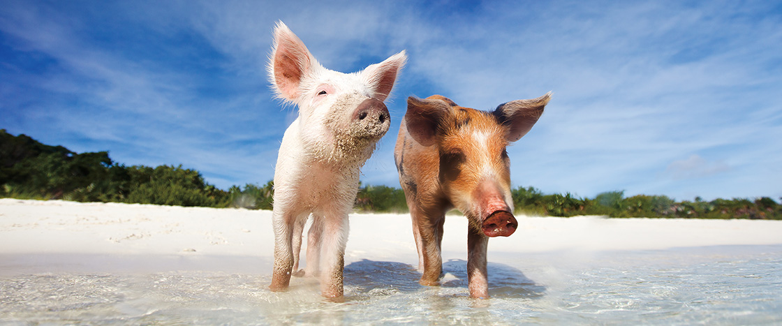 Image of two pigs on a beach