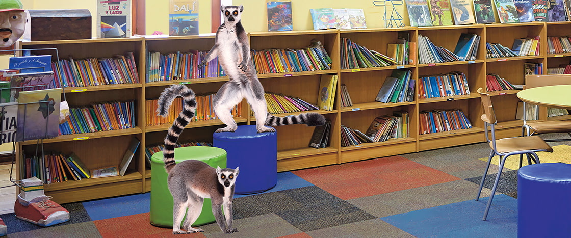 Image of lemurs in library