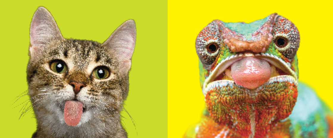 a cat and a chameleon sticking out their tongues